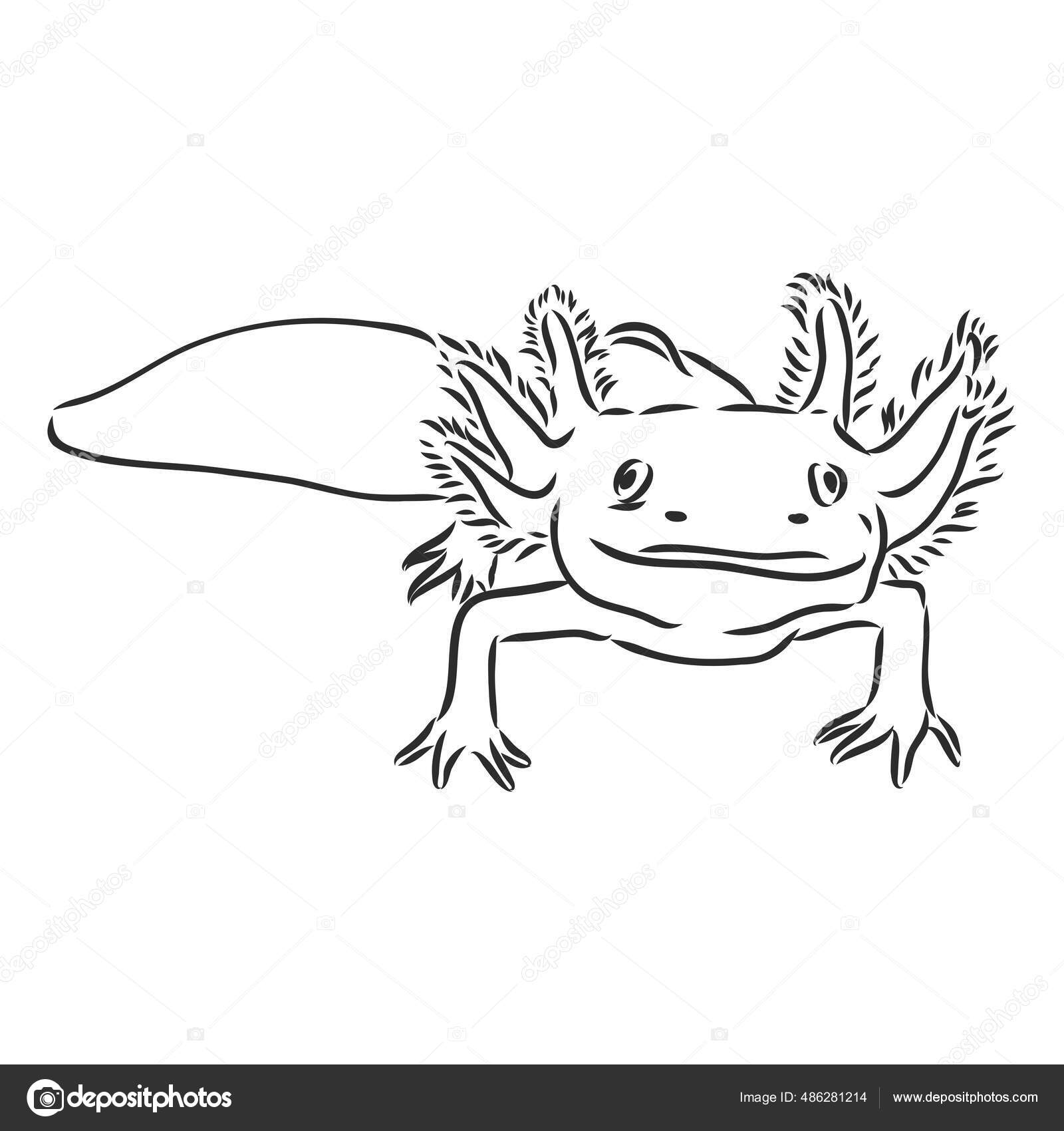 Image vectorielle Illustration vectorielle de gravure antique de salamandre  axolotl isolée sur fond blanc par ©Elalalala.yandex.ru - 486281214, image size:1600x1700