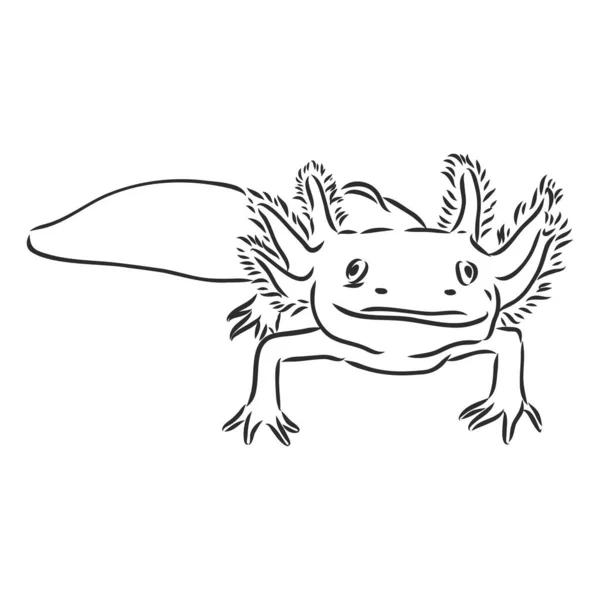 Vector antieke gravure illustratie van axolotl salamander geïsoleerd op witte achtergrond — Stockvector