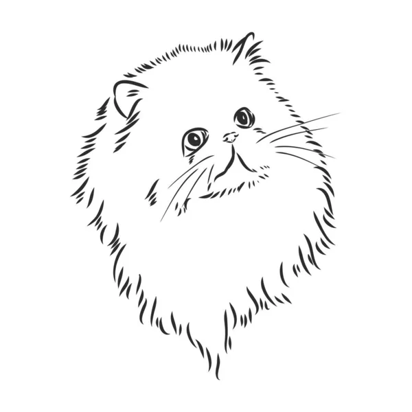 手描きペルシャ猫ベクトルバージョンペルシャ猫ベクトル — ストックベクタ