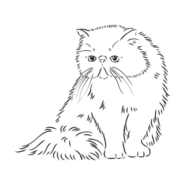 Hand drawing Persian cat vector version persian cat vector — Stock Vector