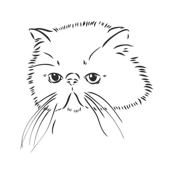 Desenho à mão Persa gato vetor versão persa gato vetor —  Vetores de Stock