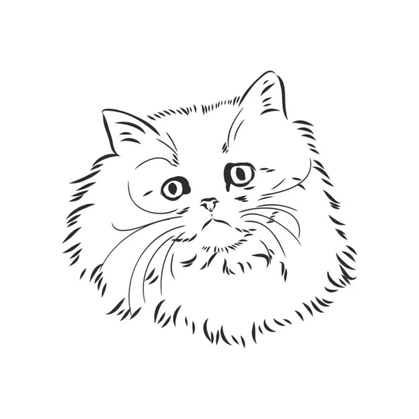 Handzeichnung Persischer Katzenvektor Version Persischer Katzenvektor — Stockvektor