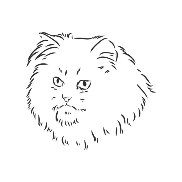 Hand drawing Persian cat vector version persian cat vector — Stock Vector