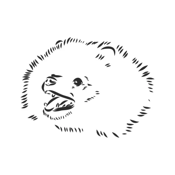 검정 색 과 흰색으로 그려진 개 품종 포메라니안 이 흰색 배경 스 핏츠 벡터 스케치에 고립되어 있는 모습 — 스톡 벡터