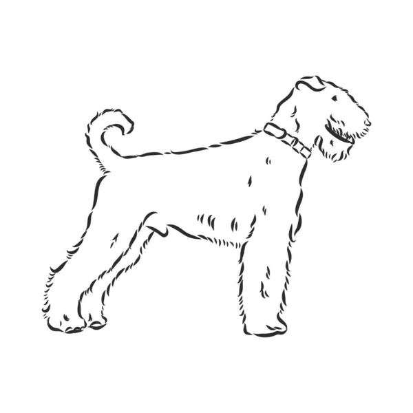 Airedale Terrier Dog. dibujado a mano. Ilustración vectorial — Vector de stock