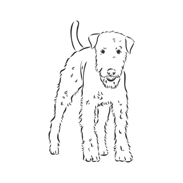 Airedale Terrier Dog. disegnato a mano. Illustrazione vettoriale — Vettoriale Stock