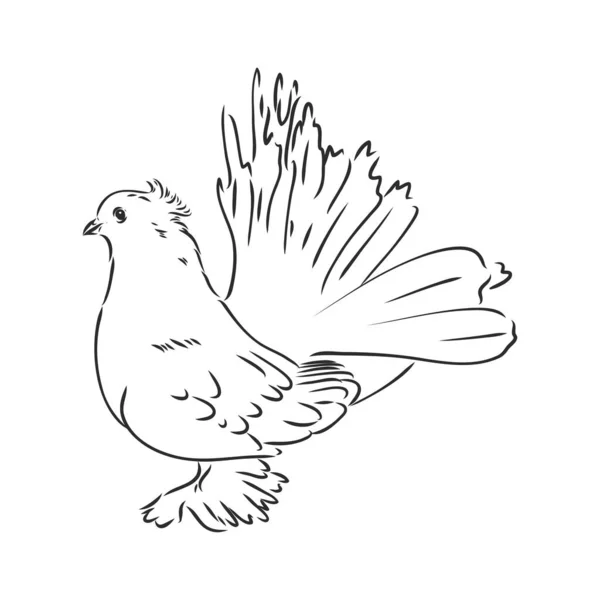 Realistic hand drawn dove. Vector illustration or element for your design. — Stock Vector