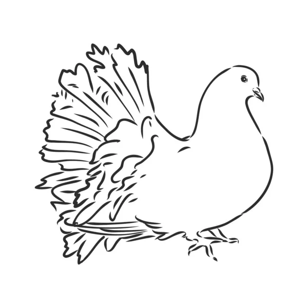 Realistic hand drawn dove. Vector illustration or element for your design. — Stock Vector