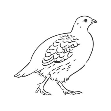 Keklik, orman tavuğu köydeki kuşlar, kümes hayvanları.