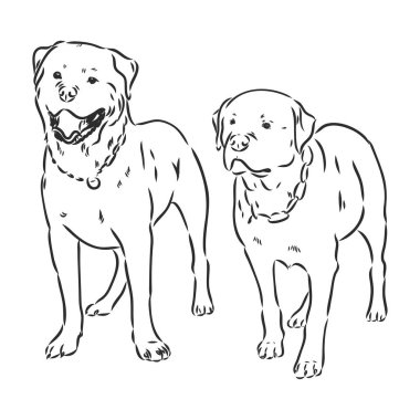 Rottweiler vektör eli beyaz arkaplanda izole edilmiş tek renkli çizim çizimi