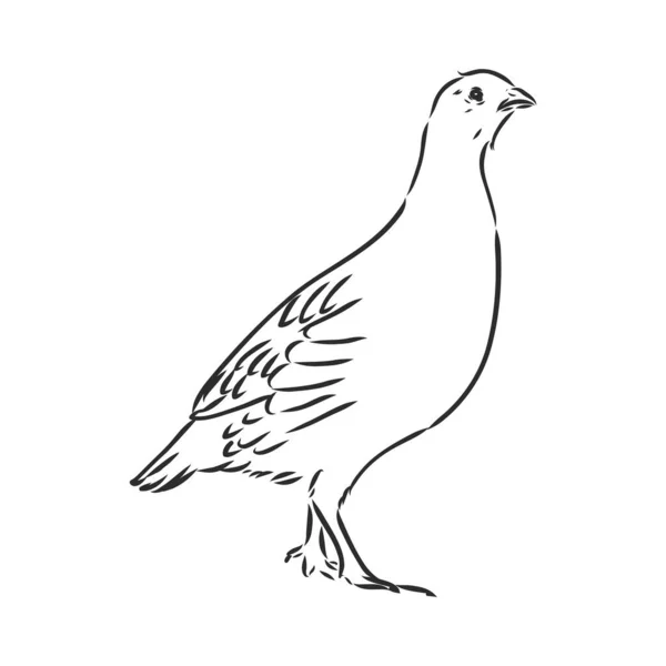 Kuropatwa, parzystokopytne ptaki w wiosce, drób — Wektor stockowy