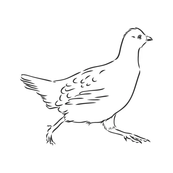 鳥の絵を描く鳥の絵を描いています — ストックベクタ