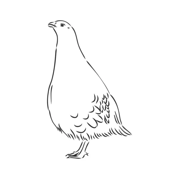 Perdrix, tétras croquis oiseaux dans le village, volaille — Image vectorielle