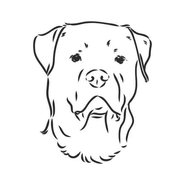 Rottweiler vector dibujo a mano ilustración monocromática aislada sobre fondo blanco — Archivo Imágenes Vectoriales