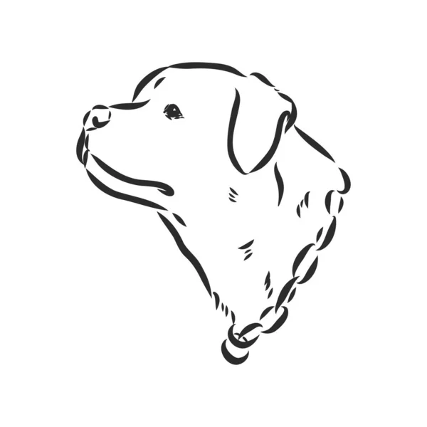 Rottweiler vektör eli beyaz arkaplanda izole edilmiş tek renkli çizim çizimi — Stok Vektör