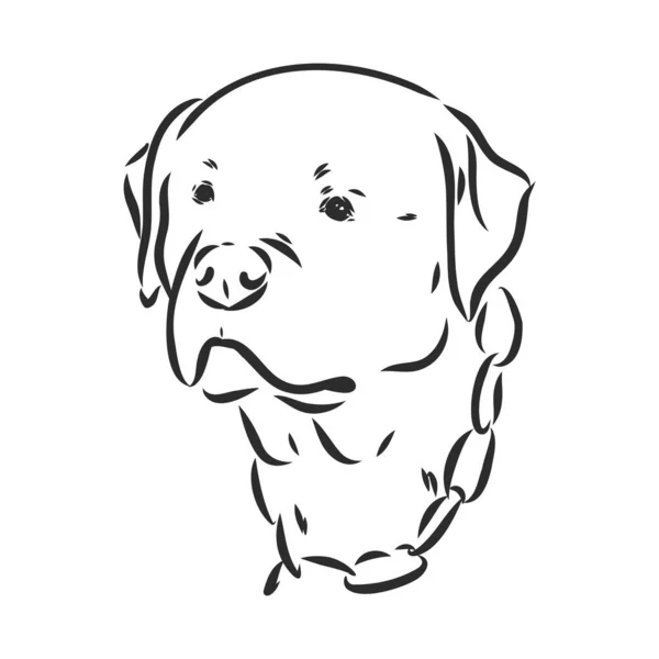 Rottweiler vettoriale mano disegno illustrazione monocromatica isolato su sfondo bianco — Vettoriale Stock