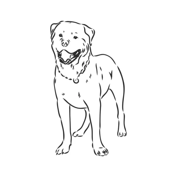 Rottweiler矢量手绘单色图解，在白色背景下分离 — 图库矢量图片