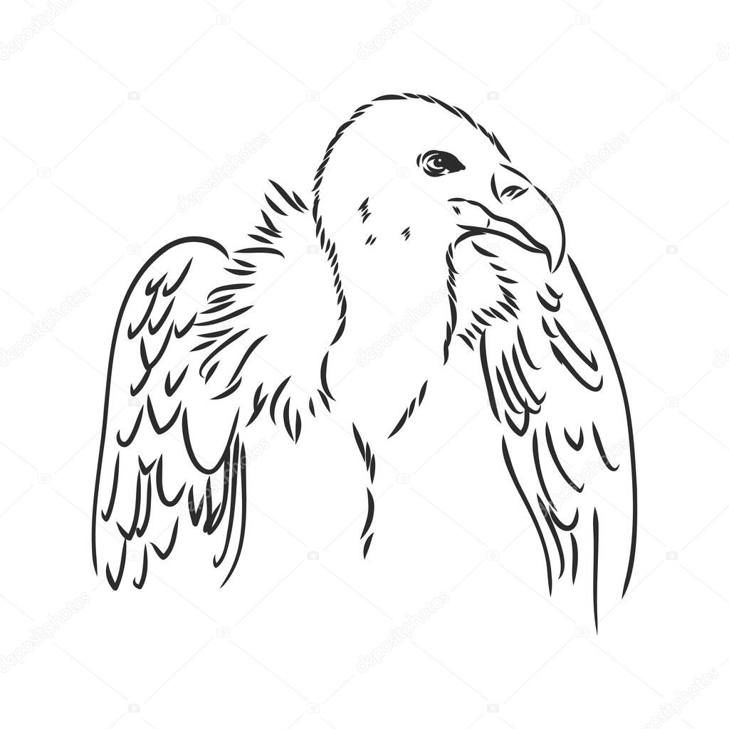 Vulture illustration, drawing, engraving ink, line art, vector