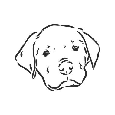 Rottweiler vektör eli beyaz arkaplanda izole edilmiş tek renkli çizim çizimi