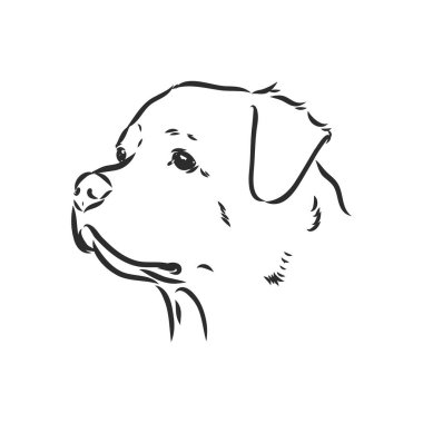 Rottweiler vektör eli beyaz arkaplanda izole edilmiş tek renkli çizim çizimi