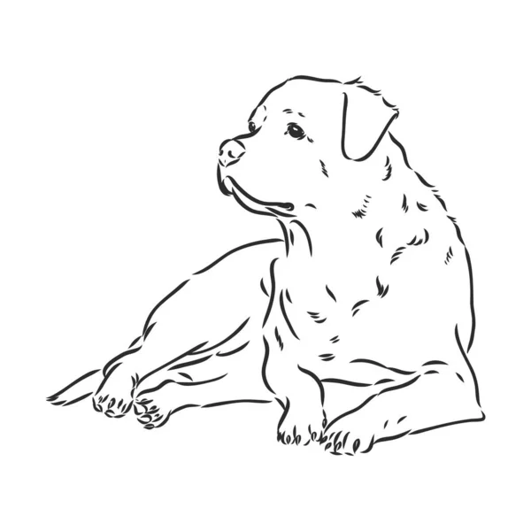 Rottweiler vector hand tekening monochroom illustratie geïsoleerd op witte achtergrond — Stockvector