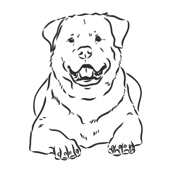 Rottweiler vektor kézi rajz monokróm illusztráció elszigetelt fehér háttér — Stock Vector
