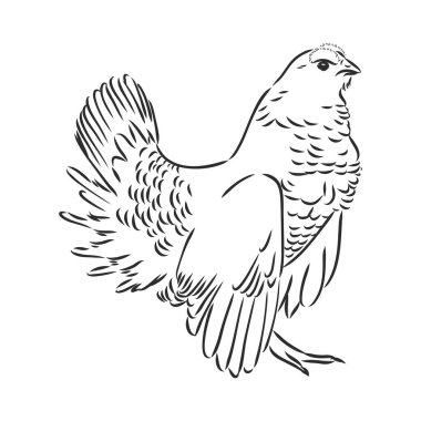 siyah ve beyaz kuş capercaillie capercaillie kuş vektör çizimi