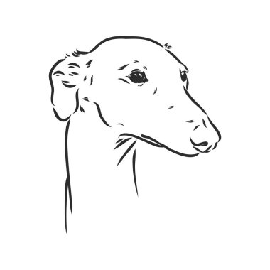 Greyhound dog - izole vektör illüstrasyon Greyhound portre çizimi