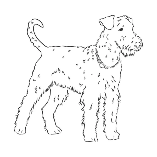 Chien Terrier Airedale. dessiné à la main. Illustration vectorielle — Image vectorielle