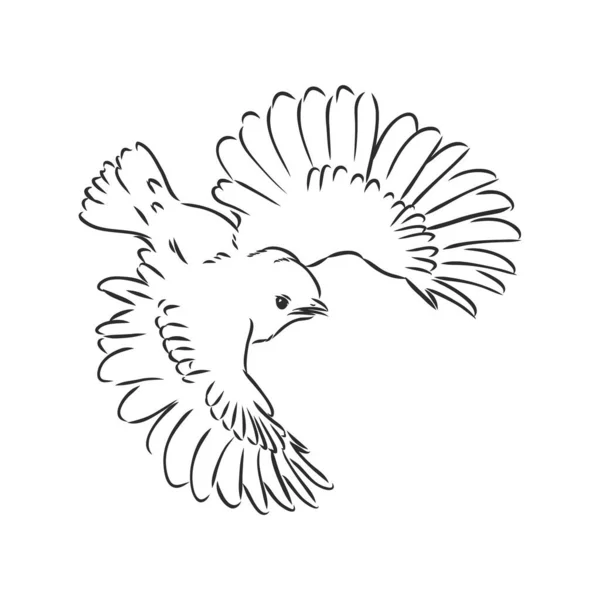 Croquis vectoriel de l'illustration vectorielle du moineau oiseau — Image vectorielle