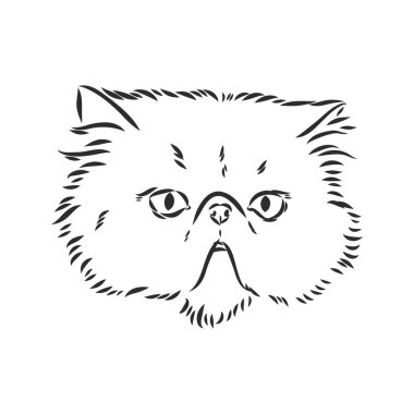 El çizimi Pers kedisi Pers kedi vektör çizimi