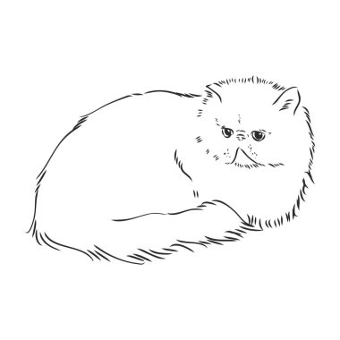 El çizimi Pers kedisi Pers kedi vektör çizimi