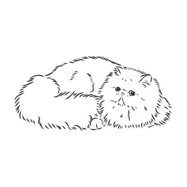 El çizimi Pers kedisi Pers kedi vektör çizimi