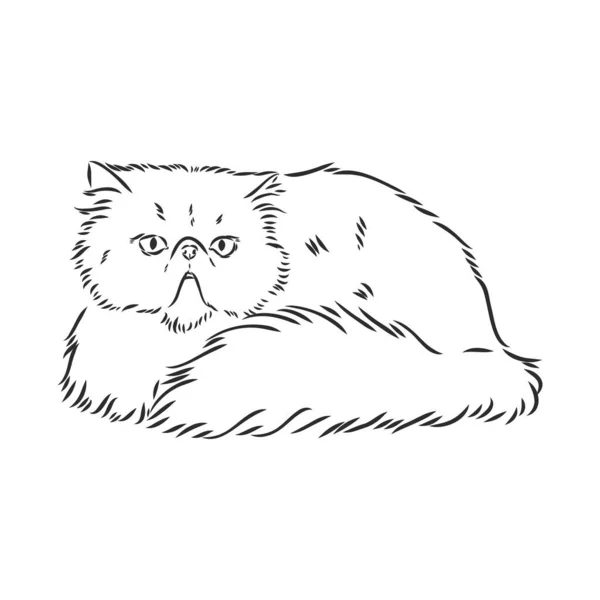 Disegno a mano gatto persiano gatto persiano schizzo vettoriale — Vettoriale Stock