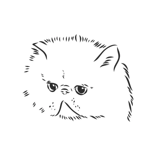 Handzeichnung Persische Katze Persische Katze Vektor Skizze — Stockvektor