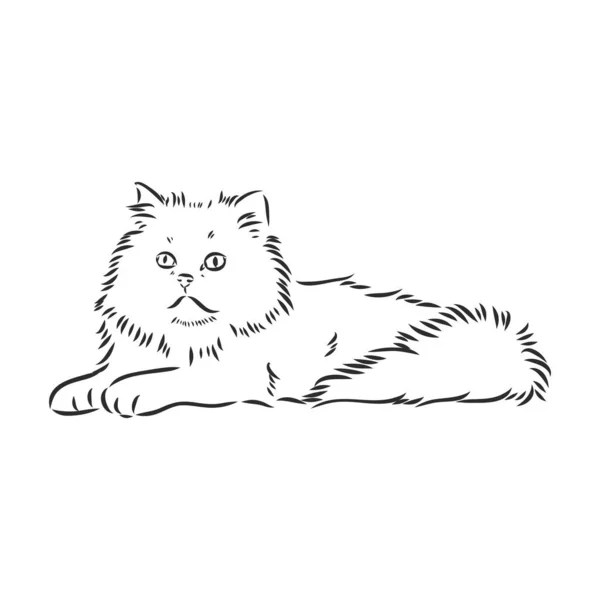 Dibujo a mano gato persa gato persa vector boceto — Vector de stock