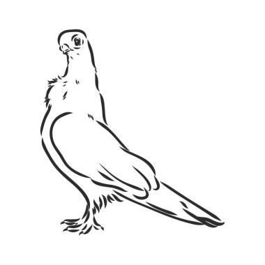 Gerçekçi el kumrusu. Tasarımınız için vektör illüstrasyonu veya ögesi.