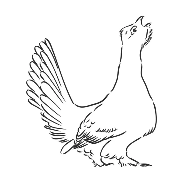 Czarny i biały ptak capercaillie capercaillie ptak wektor szkic — Wektor stockowy