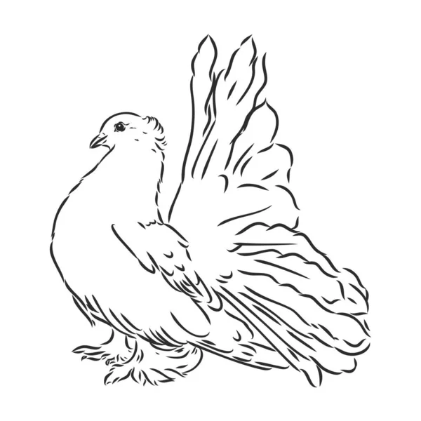 Realistische handgezeichnete Taube. Vektorillustration oder Element für Ihr Design. — Stockvektor