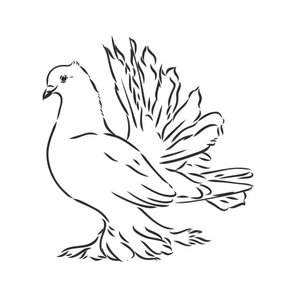 Realistic hand drawn dove. Vector illustration or element for your design. — Stock Vector