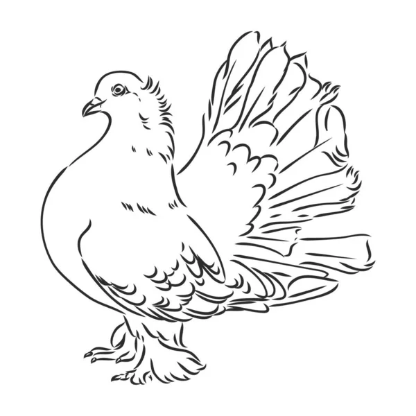 Realistic hand drawn dove. Vector illustration or element for your design. — Stock Vector
