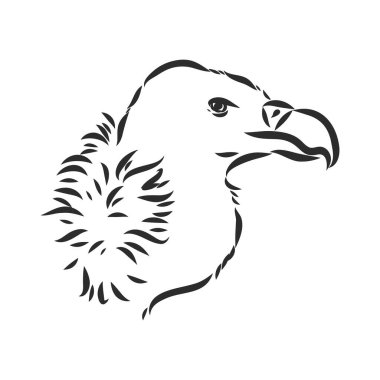 Akbaba illüstrasyonu, çizim, oyma, mürekkep, çizgi sanatı, vektör