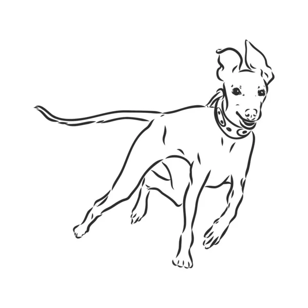 Greyhound Dog - isolierte Vektorabbildung Greyhound Hound Vektor — Stockvektor