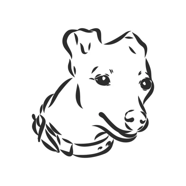 Galgo perro - vector aislado ilustración galgo perro vector — Archivo Imágenes Vectoriales