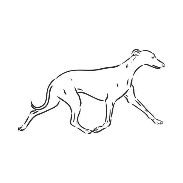 Galgo perro - vector aislado ilustración galgo perro vector — Archivo Imágenes Vectoriales