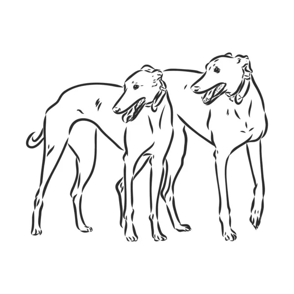 Agár kutya - elszigetelt vektor illusztráció agár kutya vektor — Stock Vector