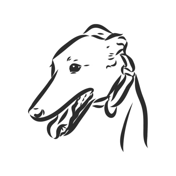 Galgo perro - vector aislado ilustración galgo perro vector — Vector de stock