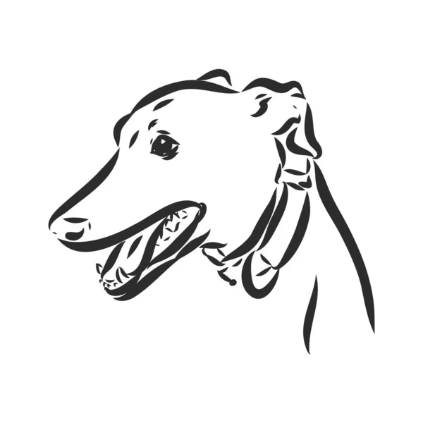 Greyhound hund - isolerad vektor illustration greyhound Hound vektor — Stock vektor