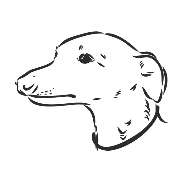 Galgo perro - vector aislado ilustración galgo perro vector — Vector de stock