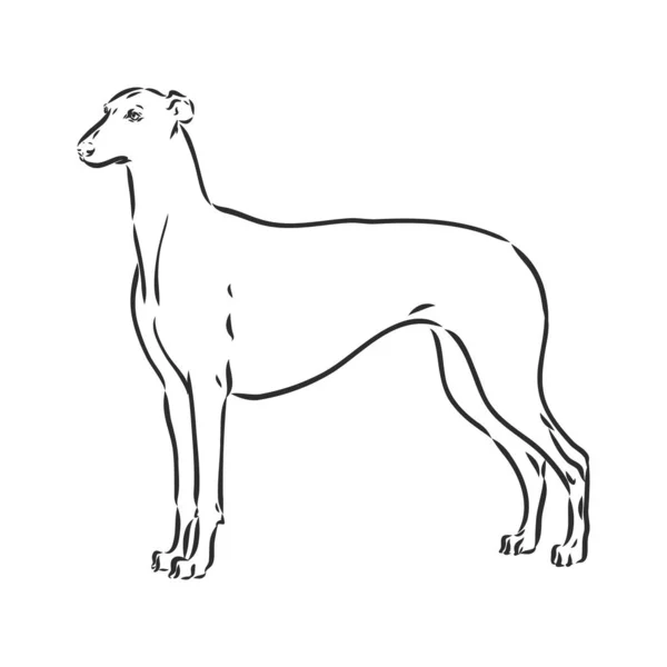 Greyhound hond - geïsoleerde vector illustratie greyhound hond vector — Stockvector